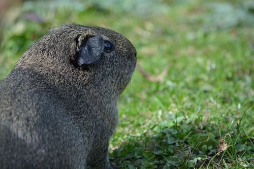 guinea pig rodent animal