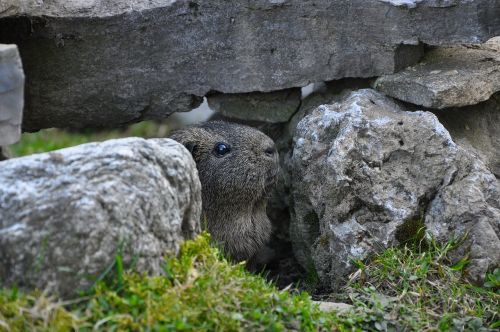 guinea pig rodent hiding place