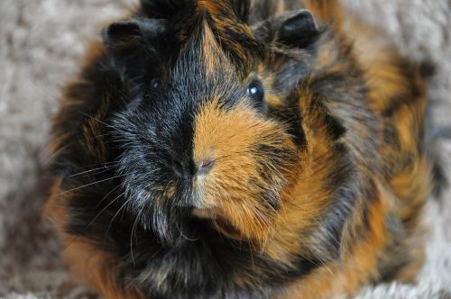 guinea pig rodent animal