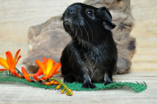 guinea pig young animal smooth hair