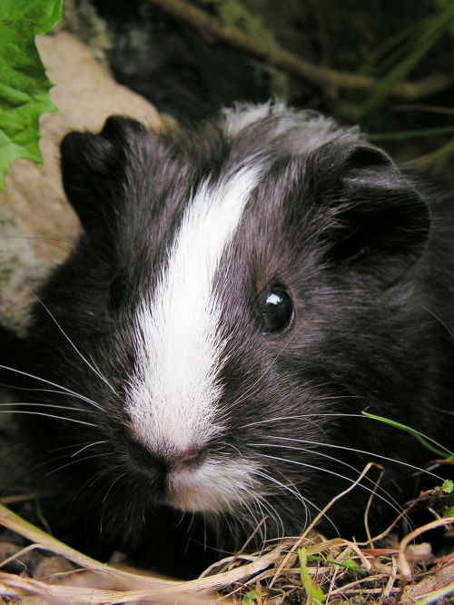 guinea-pig black female