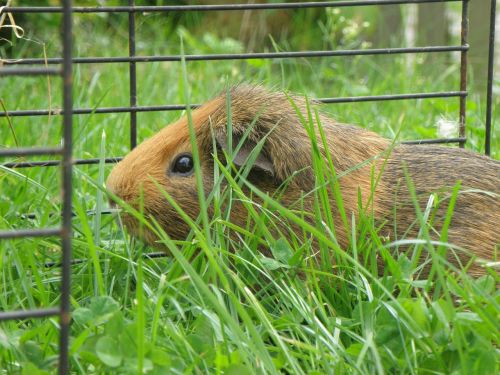 guinea-pig male agouti