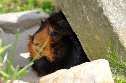 guinea pig animal rodent