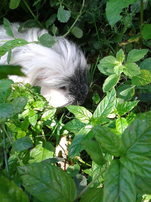 guinea pig pet hidden