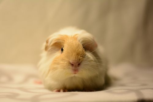 guinea pig cavy cute