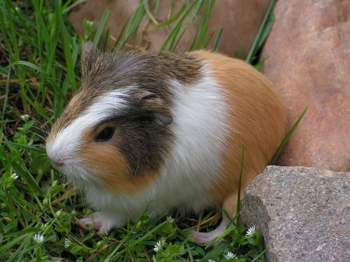 guinea-pig cub cute