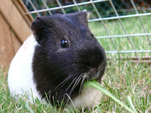 guinea pig nager brown