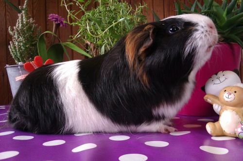 guinea pig smooth hair nager