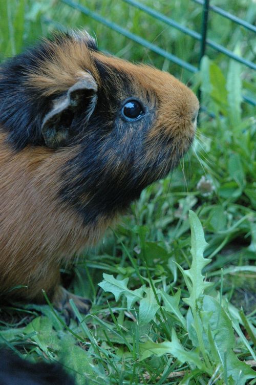 guinea pig animal cinnamon