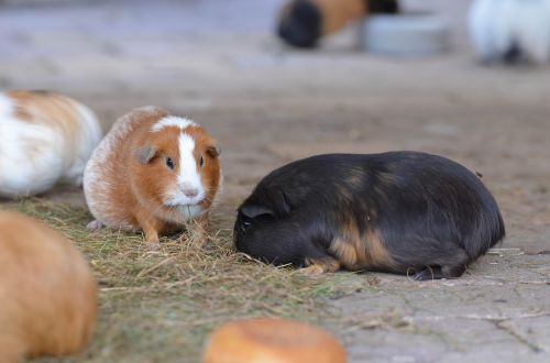 guinea pig zoo sweet