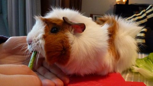 guinea pig rodent guinea pig house