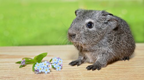 guinea pig young animal smooth hair