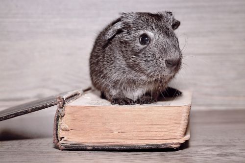 guinea pig young animal smooth hair