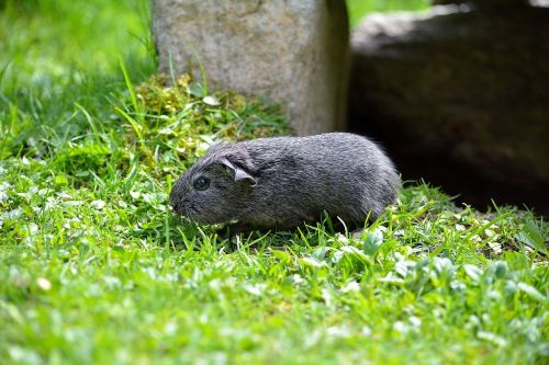 guinea pig young animal silver