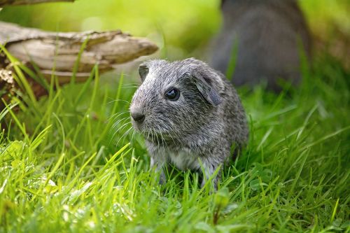 guinea pig young animal smooth hair