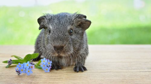 guinea pig young animal smooth hair