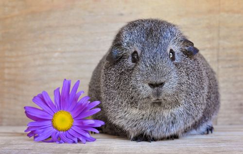 guinea pig smooth hair silver