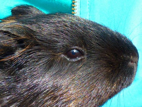 guinea pig rodent black