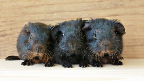 guinea pig baby guinea pigs young animals