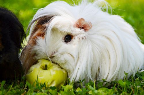white guinea pig perwuwianka