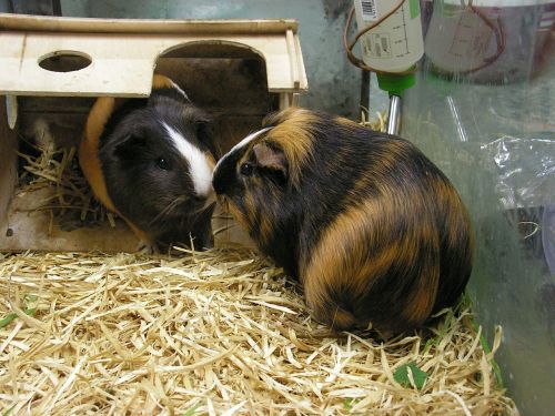 guinea pigs guinea-pig two