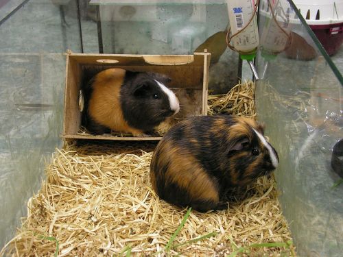 guinea pigs guinea-pig two