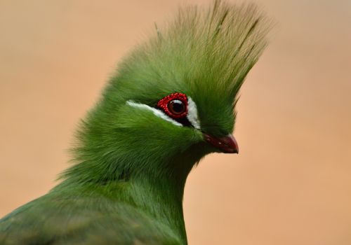 guinea turaco bird green crested