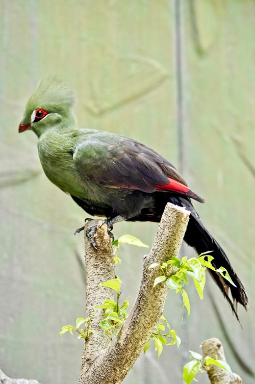 guineaturaco  bird  animal