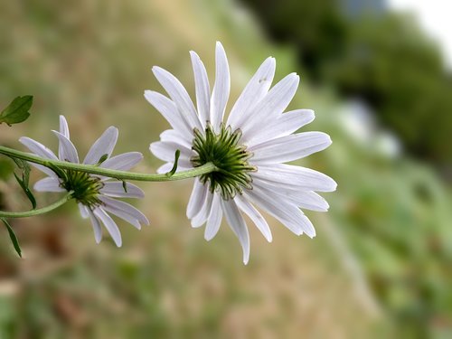 gujeolcho  white flower  mother flower
