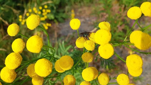 gulblomma  tansy  fly