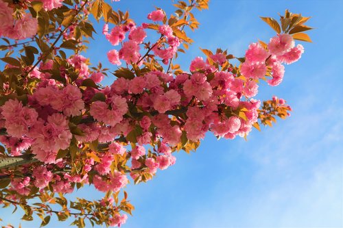 gulcicek  rose  tree