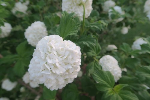 gulcicek  leaves  flower