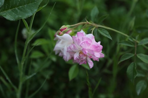 gulcicek  nature  plant