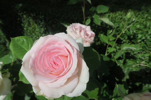 gulcicek  flower  rose