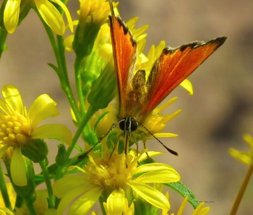 Gold Wing Butterfly