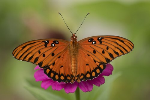 gulf fritillary  butterfly  zinnia
