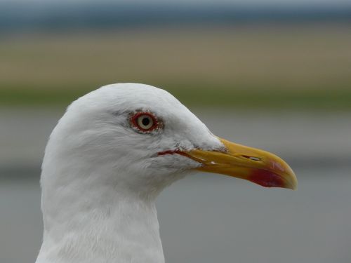 gull bird sea