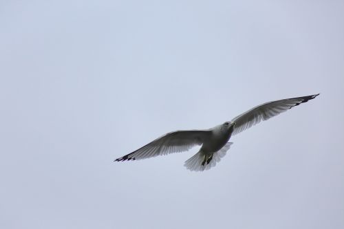 gull seagull bird