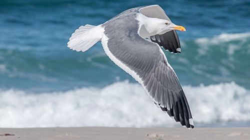 gull beach wing