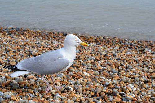 gull beach stones