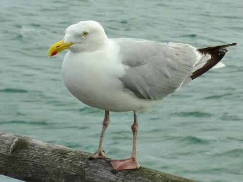 gull seagull bird