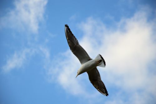 Gull