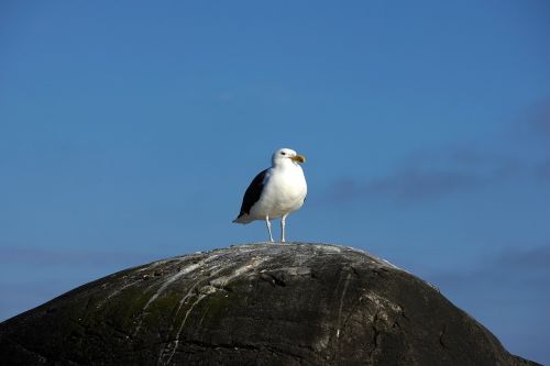 gull nature summer