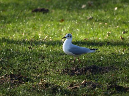 gull seagull bird