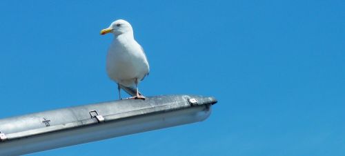 gull sea bird