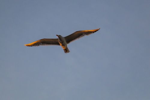 gull gull in flight flight