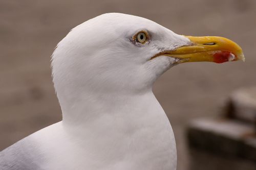 gull head bird