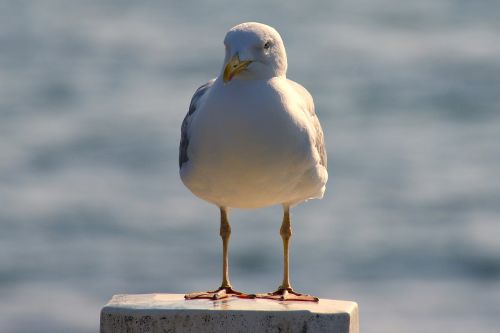 gull bird birds