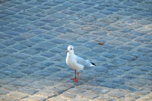 gull water bird bird