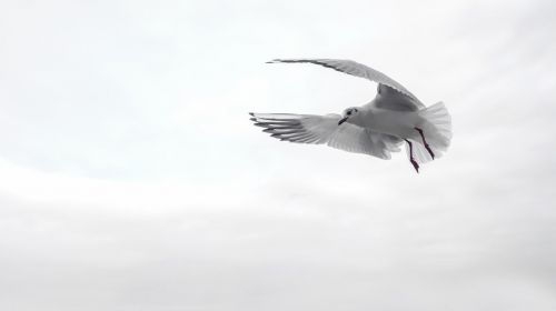 gull wing bird